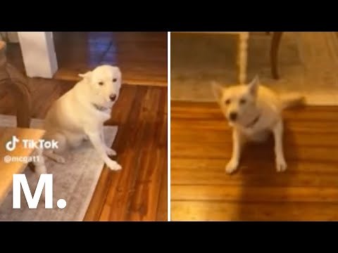 Dog Accidentally Gets Drunk After Getting Into Owner's Alcohol