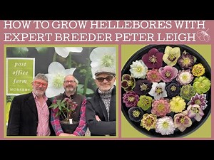 How to grow Hellebores: with specialist breeder & grower Peter Leigh of Post Office Farm Nursery