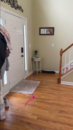 Self Play Cat Toy video