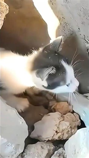 Kittens Saved From Disaster | Heartwarming Rescue Story