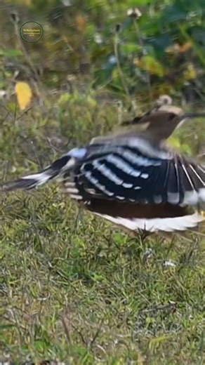 Common Hoopoe #bird #flight