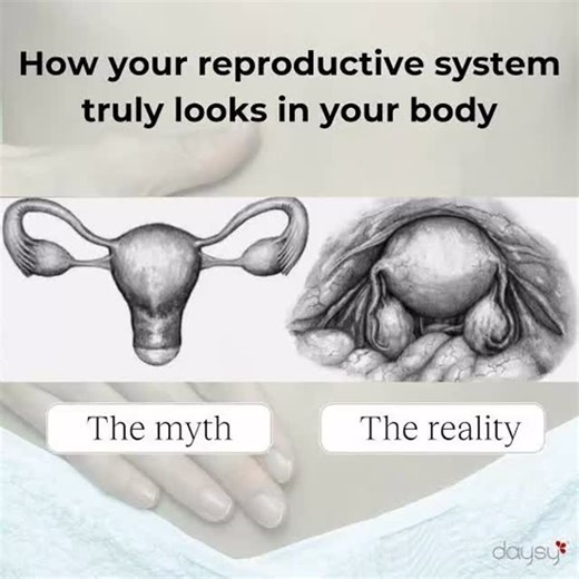 Most people have no idea what the female internal reproductive organs...