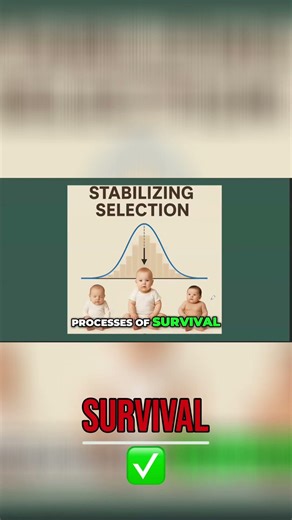 Stabilizing Selection: How Intermediate Traits Survive