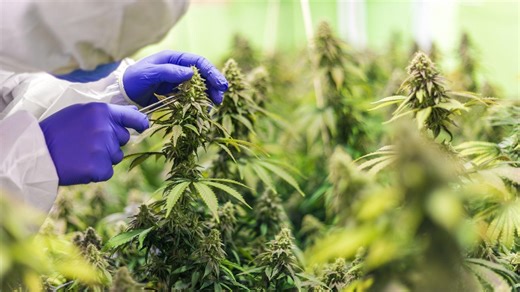New York's Cannabis Industry is Struggling | New York NOW