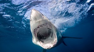 Maine town — site of the state's first fatal shark attack — issues warning after multiple sightings