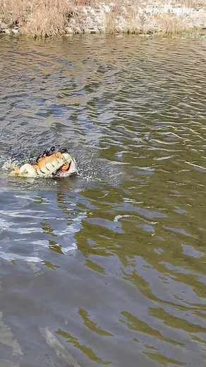 855K views · 10K reactions | , The boys wrangled a nice-sized canal dragon today! This one was a real beauty, bright colors, powerful tail, and some serious attitude. Always a good day when we come across a healthy one like this in the Florida sun. | Python Cowboy Hunts | Facebook