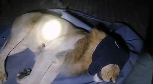 Roaming lion captured near Mbombela’s Sekelbos Estate