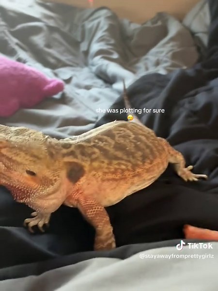 Understanding Bearded Dragon Shedding Process