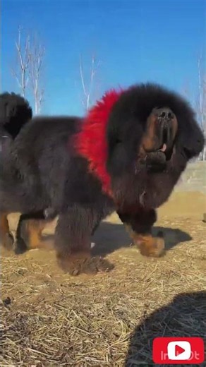 Tibetan Mastiff – The World's Most Powerful Dog? 🐕🔥 #Shorts