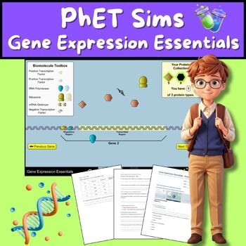 Gene Expression Essentials | PhET Simulation Worksheet   Answer Key (No Prep)
