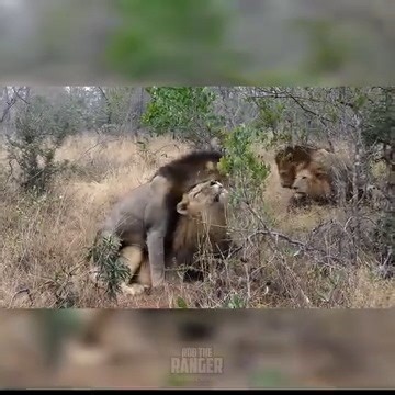 Watch this coalition of male lions, rulers of many prides, fathers of many cubs, reinforce their social bonds. Remember, wild animals do not fit into the categories humans have made up about their own sexualities and how they act has nothing to do with how humans behave... Buy a Book, help save rhinos: https://s71.co/3Mb0FvF Buy My Current Equipment: Nikon Coolpix P1000 - https://go.magik.ly/ml/t6pg/ or https://s71.co/3MIiXGh Joby GorillaPod 5K - https://go.magik.ly/ml/1tcmw/ Joby GorillaPod 5K 