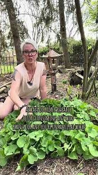 Woodland Shade Garden Native Plant Tips