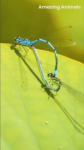 The Unique Mating Rituals of Dragonflies #wildlife #honeybeesting #spider