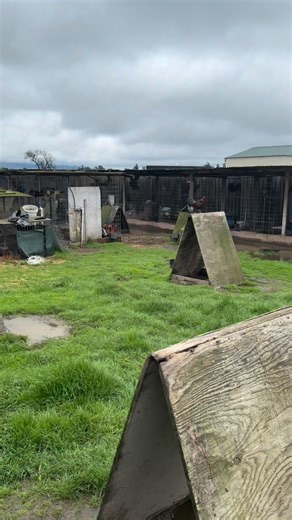 Yesterday, the Rural Crimes Task Force, along with detectives from the Property Crimes, Violent Crimes and Crime Scene Investigations units, patrol deputies, officers from Sonoma County Animal Services, and code enforcement officers, served a search warrant in the 3000 block of Stony Point Road, related to allegations of animal abuse and a suspected bird fighting operation, also known as “cockfighting”. Investigators located 833 roosters and discovered evidence consistent with bird fighting incl