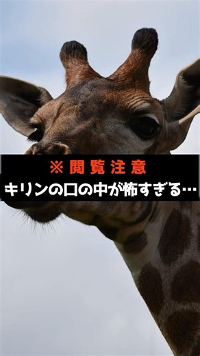 【閲覧注意？】キリンの口の中が想像以上にホラーだった件。動物園に行く前に見て。キリンの「舌」に隠された、残酷な真実。
