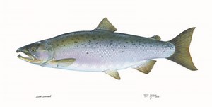 Fish Facts: Coho Salmon (Oncorhynchus kisutch) - Orvis News