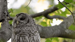 Owl Stays Calm While Repeatedly 'Dive Bombed' by Birds in Meme-Worthy Video