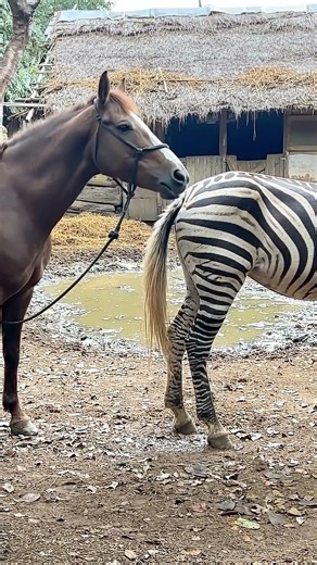 Sweet Horse #sweethouse #riding #horserider #horse #horseriding #horsevideos #shorts
