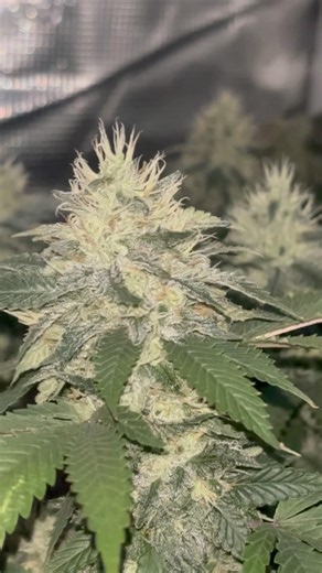 Just shining❄️🤩 #homegrown #organic #natural #plants #indoorplants #botany #growagarden