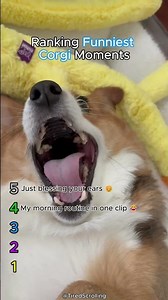 Ranking Funniest Corgi Moments 🤪💀 #dogs #funny #crazy #cute
