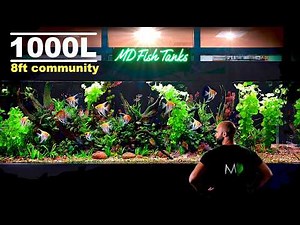 I Built A 1000L Ecosystem Aquarium for Community Fish