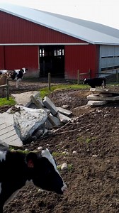 In 2020, the number of dairy cows in the state remained the same at 625,000, annual production per cow increased by 1.6% to 24,500 pounds and the total amount of milk produced in the state increased by 1.4% resulting in a total of 15.337 billion pounds produced. #AgFactFriday #cowsofinstagram #milk #JuneDairyMonth | New York Farm Bureau | Facebook