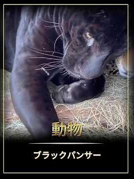 黒豹は凶暴なだけだと思っているのか？#ブラックパンサー#ポピュラーサイエンス#動物