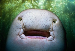 Learn about Spiracles and How They Aid in Breathing on Many Animals