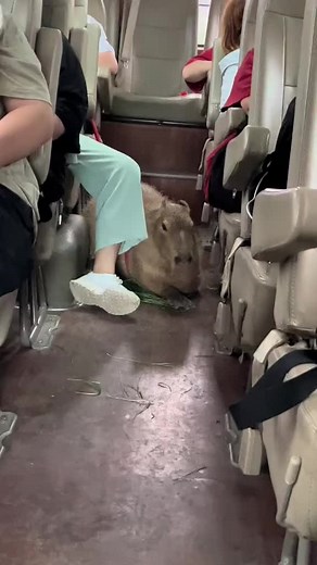 such a good capybara #capybaratiktok #animals #capybaramemes