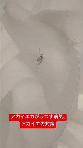 アカイエカがうつす病気、アカイエカ対策 #アカイエカ #蚊 #モストップ #害虫防除技術研究所 #夜の蚊