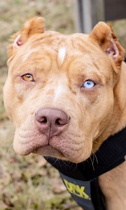 Meet Nicki Minaj, the bully with ATTITUDE 👊 | Dog Dynasty