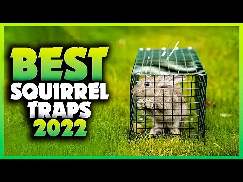 Top 5 Best Squirrel Traps You can Buy Right Now [2023]