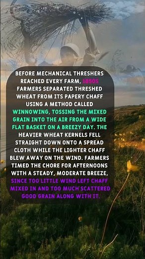 How 1850s Farmers Separated Wheat From Chaff Using Only Wind.
