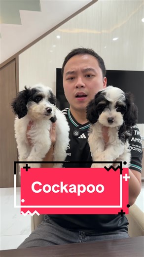 Anjing Campuran Terlucuu: Cockapoo dan Poodle