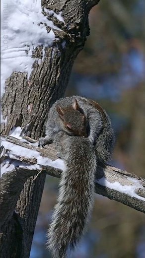 Grooming - Eastern Grey Squirrel (Sciurus carolinensis) :: Animal Behavior