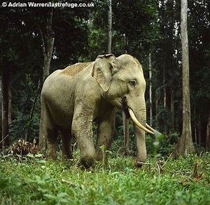 Elephas - Alchetron, The Free Social Encyclopedia