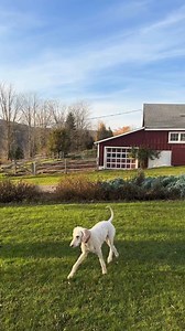 Alexis deBoschnek loves ACANA for her dog Ruby because it's made with nourishing ingredients like whole fish and free-run chicken, balanced with wholesome fruits and veggies. And, it only costs an average of $1.75/day*, which is a win-win for both her and Ruby! | ACANA Pet Foods