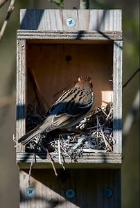 bird nest #ai #aivideo #animals