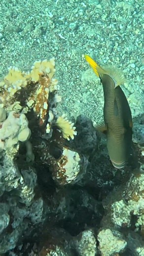 It Stayed Out Just Long Enough - Orange Lined Triggerfish 👀🐟🌊