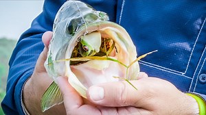 32K views · 578 reactions | We did some testing on the award winning Lunkerhunt Prop Series hollow bodied soft lures. See the whole video at - bit.ly/FLWReviewLHProp | MLF5 | Facebook