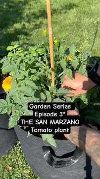 San Marzano Tomato’s! Planting, Fertilizing, Pruning and More! #tomato #garden #gardenseries