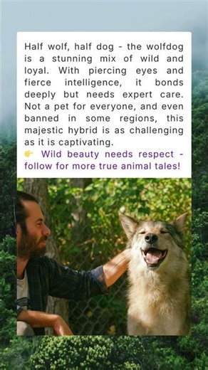 Wolfdog - Wild Meets Loyal #dog #wolf #nature