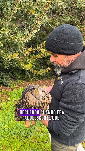 El búho real (Bubo bubo) es la mayor de nuestras rapaces nocturnas. Un depredador antiguo, perfectamente afinado por la evolución. Alas enormes, vuelo silencioso y una mirada que parece saber más de ti que tú mismo. Caza de noche gracias a un oído prodigioso y a una visión capaz de detectar el más leve movimiento. Conejos, ratas, aves… incluso otras rapaces. Es el maestro de la oscuridad. No necesita velocidad, necesita precisión. Y la tiene. Durante siglos fue perseguido. Se le temió, se le cul