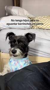 Berrinches de mi perro: ¿por qué tanto drama?
