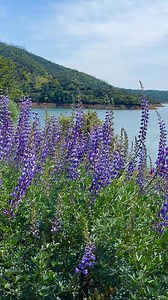 Lovely Silver Lupine 🪻🌿 #NorCalWild #LakeOroville #ButteCounty #Spring #Wildflowers #SilverBushLupine | NorCal Wild