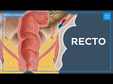 Estructura del recto - Anatomía Fácil | Kenhub