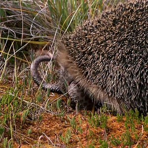 Snakes and porcupines The survival war between the jungle of the world's No. 1 dangerous snake | Cute Snake TV