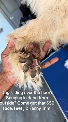Face ,Feet , & Fanny trims are actually really good for in between grooms for better maintenace