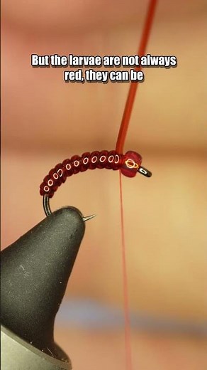 Blood Worm | Fly Tying Tutorial