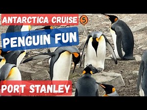 Antarctica Cruise Stops at Port Stanley - Penguins Up Close